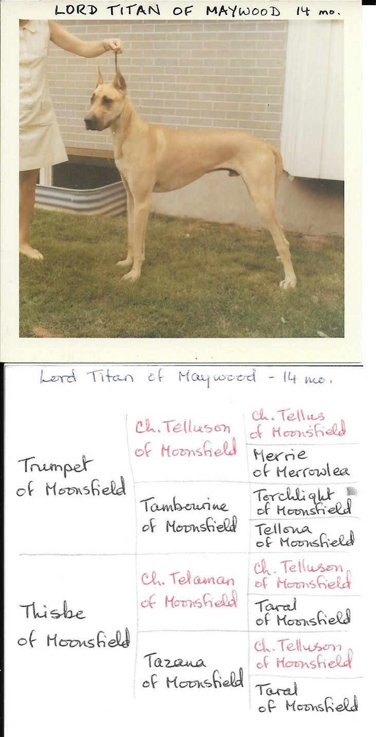 Lord Titan of Maywood 14 mos